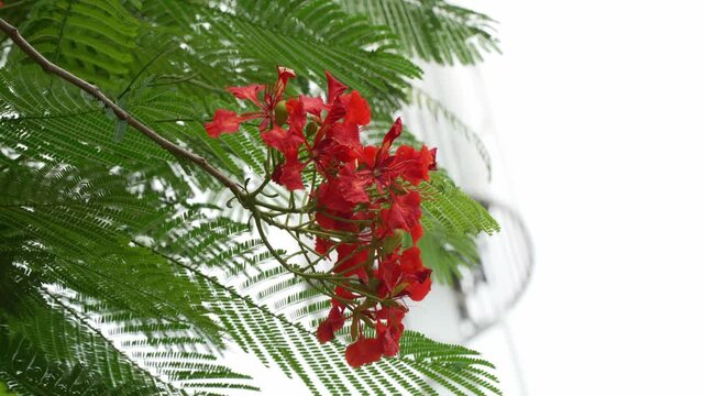 Bright red tropical flowers framed by green leaves