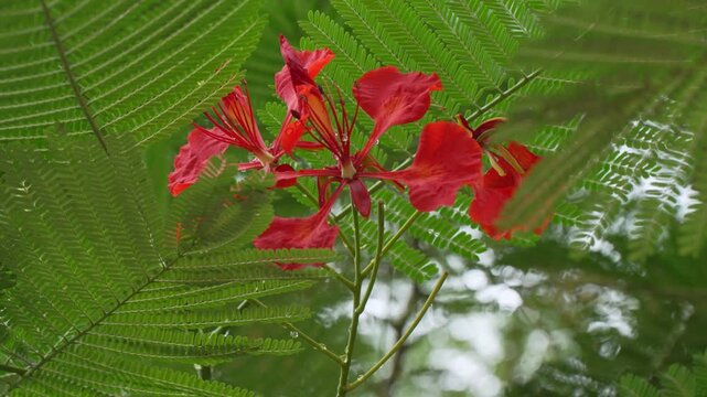 Red tropical flowers blooming among green fern-like leaves