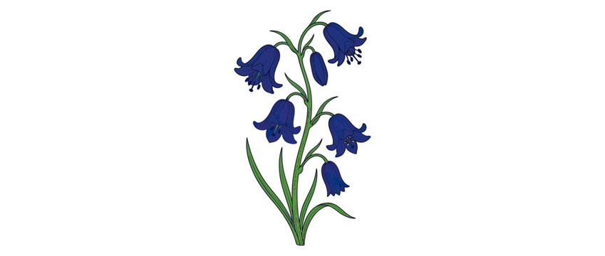 Isolated Bluebell Flower Stem Illustration