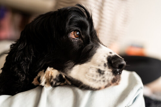 cocker spaniel puppy portrait