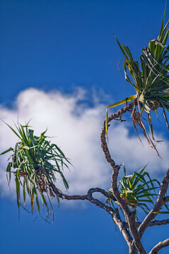 Pandanus Tree Branches Against Blue Sky with a White Cloud.