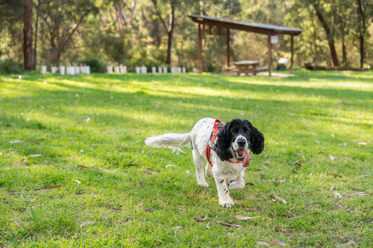 springer spaniel dog running in a park
