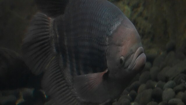 Giant Gourami Fish Underwater Close Up Aquarium View