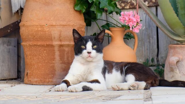 Cat is resting on the ground of small village lane. Crete. Greece. Zoom in effect.
