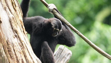 Northern White Cheeked Gibbon in Lush Green Forest © Jimmy