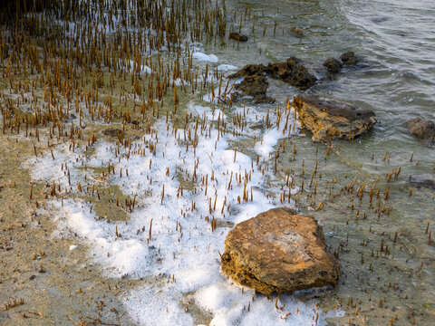 Thick white sea foam accumulating on wet mudflats over emerging mangrove pneumatophores at Purple Island reserve in Qatar.