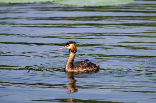 Great Crested Grebes Playing in a Lotus Pond