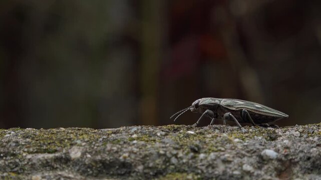 Profile View of Metallic Wood-Boring Beetle Crawling on Stone Macro