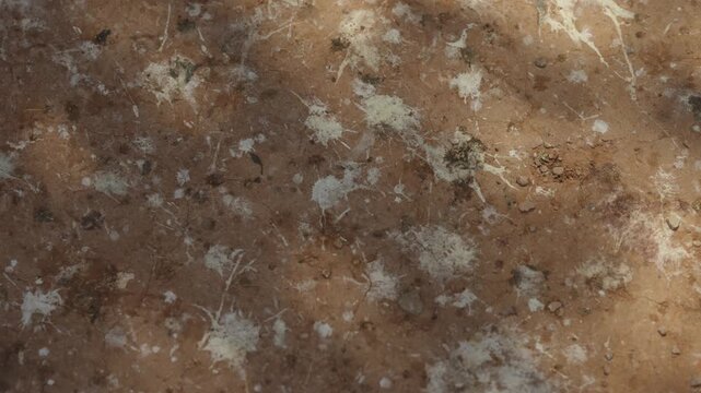 Natural bird droppings scattered on dry dirt surface in a wildlife habitat.