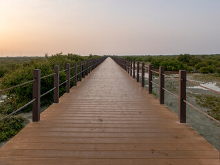 Obraz premium Long wooden boardwalk pathway stretching far into a lush green mangrove forest ecosystem at Purple Island in Al Khor Qatar.