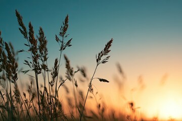 Obraz premium Tall grasses sway against a warm, glowing sunset sky with soft focus
