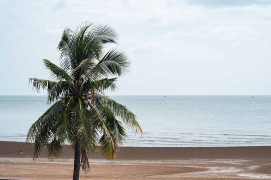 palm trees on the beach