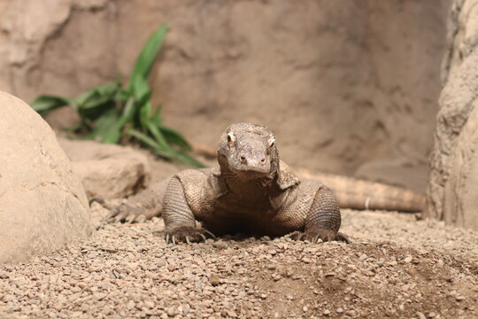 Spellbound Komodo