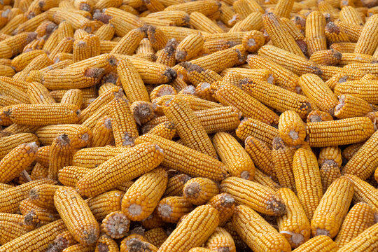 Pile of Harvested Dried Corn Cobs