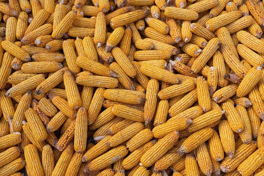 Pile of Harvested Dried Corn Cobs