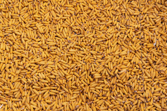 Pile of Harvested Dried Corn Cobs
