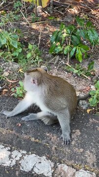 A crab-eating macaque (Macaca fascicularis) sits calmly by the roadside in a park in Bali, then suddenly begins to scratch itself and freezes.