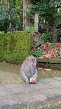 A crab-eating macaque (Macaca fascicularis) eats a piece of fruit on a path in a tropical park in Bali, then suddenly runs off. This video shows the animal's behavior in its natural habitat.