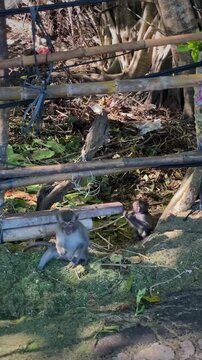 Young crab-eating macaques, also known as Javan macaques or long-tailed macaques (Macaca fascicularis) root around in the dry grass near the fence in search of food.