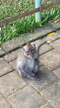 A crab-eating macaque, or Javan macaque (Macaca fascicularis), sits on a park path in Bali and looks around attentively.