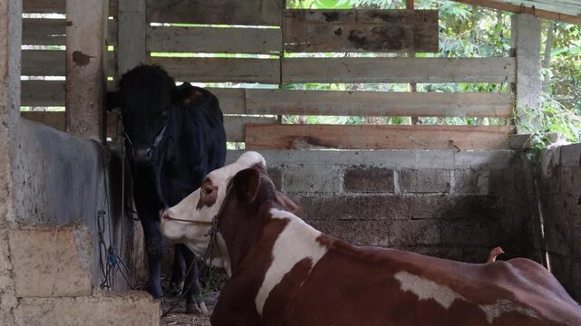 Close up view from behind of a brown and white calf lying down inside a traditional wooden cattle shed, livestock farming concept, domestic cow in farm pen, and rural animal husbandry.
