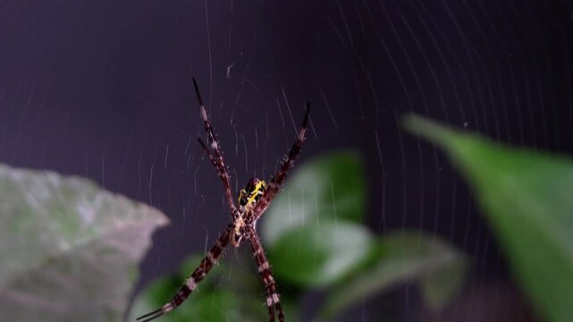 A close-up view from below of a striped garden spider (Argiope appensa) perched on its web amidst green foliage; macro photography of a tropical insect, showcasing the details of the spider's body