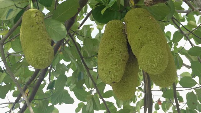 Bunch of green cempedak or jackfruit growing on tree branches among foliage, tropical exotic fruit plantation, agricultural harvest, and organic farming concept.