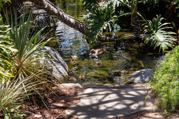 Mother mallard duck swimming with her fluffy ducklings in a sunny tropical garden pond surrounded by lush green philodendron plants © EuToch