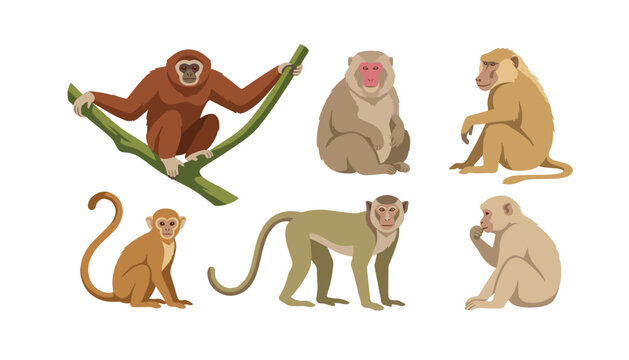 Monkey cartoon collection set with different primate species gibbon baboon and macaque isolated on white background vector