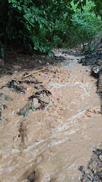 Dirty Muddy Water Flowing Down Ravine Beside Guacima Tree and Woodland Background