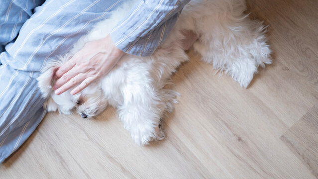 Woman gently petting a sleepy white Maltese dog on the floor at home, showing a calm and cozy weekend lifestyle, affectionate bonding, and peaceful relaxation.