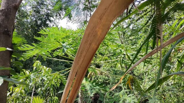 Drone Gently Bumping Dry Sugar Cane Leaf with Fruiting Papaya Tree in Background