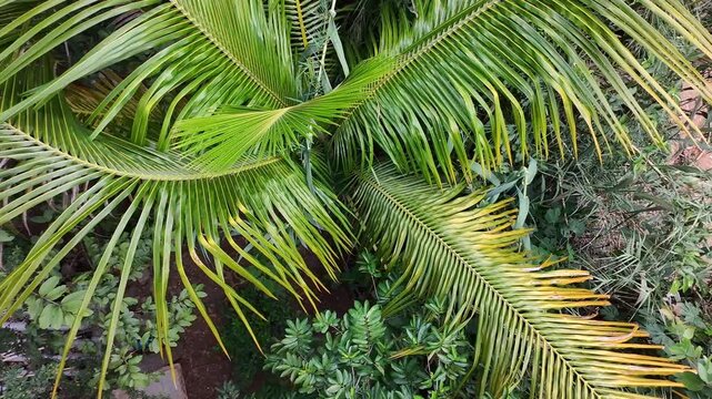 Drone Descending Down Through Center of Coconut Palm Tree Crown