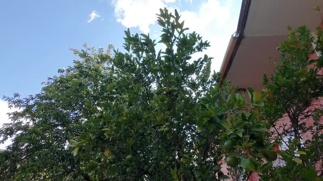 Drone Recording Soursop and Mandarin Orange Trees in Domestic Garden