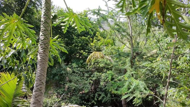 Drone Smooth Panning Shot of Papaya Tree Loaded with Green Fruits