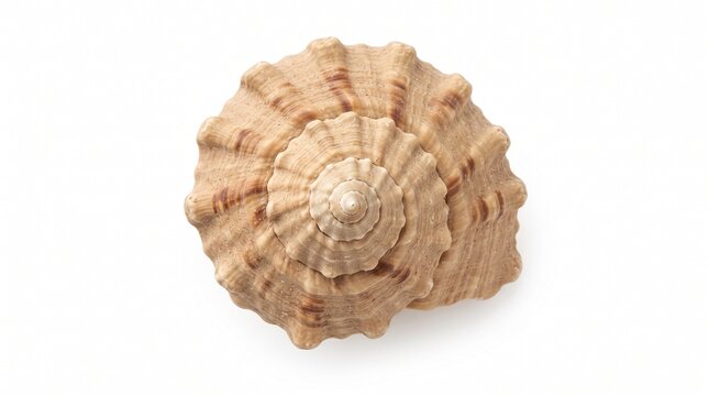 Single turban snail shell isolated on a white background
