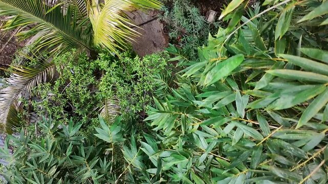 Drone Flying Over Mixed Vegetation Canopy Including Guacima Bamboo and Mesquite