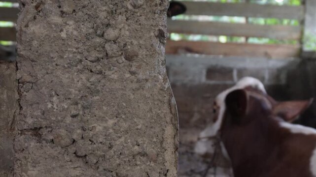 Close up view from behind of a brown and white calf lying down inside a traditional wooden cattle shed, livestock farming concept, domestic cow in farm pen, and rural animal husbandry.