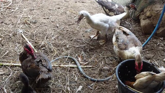 Group of muscovy ducks (Cairina moschata) feeding around a bucket in a traditional farmyard, livestock poultry farming concept, domestic birds eating feed, and rural agricultural life.   