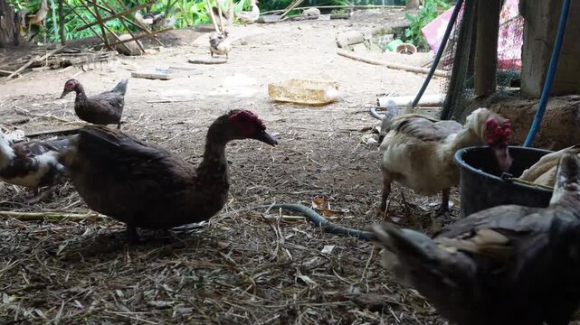 Group of muscovy ducks (Cairina moschata) feeding around a bucket in a traditional farmyard, livestock poultry farming concept, domestic birds eating feed, and rural agricultural life.   