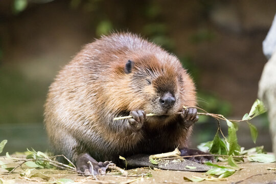 The North American beaver (Castor canadensis) is gnawing on a branch.