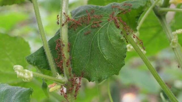 Colony of Asian weaver ants (Oecophylla smaragdina) swarming on green leaf stem, red ants nest building behavior, tropical insect macro photography, cooperative ant colony activity, and biological nat