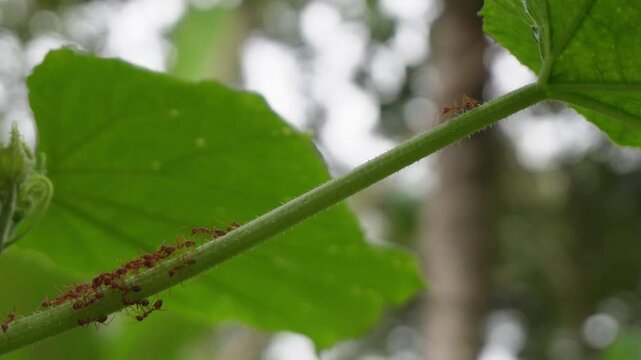 Colony of Asian weaver ants (Oecophylla smaragdina) swarming on green leaf stem, red ants nest building behavior, tropical insect macro photography, cooperative ant colony activity, and biological nat