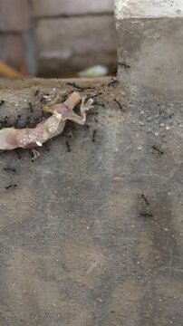 Black Ants Carrying Dead Lizard Body Up Concrete Wall Surface