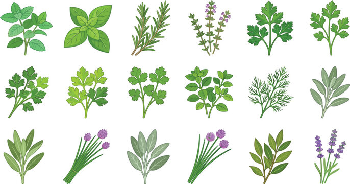 Collection of fresh culinary herbs flat vector illustrations of basil rosemary thyme parsley sage chives and lavender for healthy cooking and natural remedies