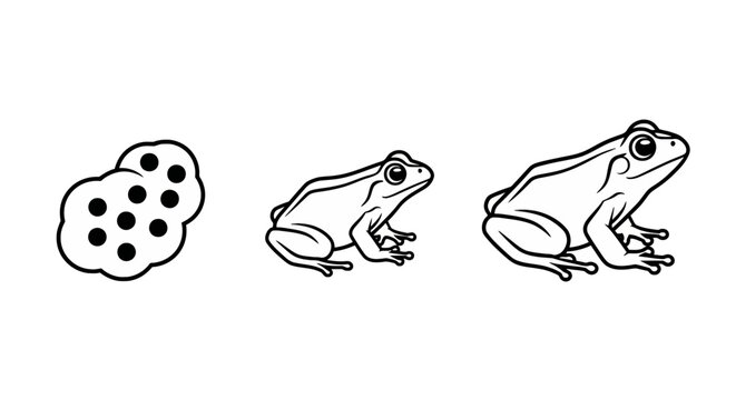 Frogs and Frog Eggs Illustration.