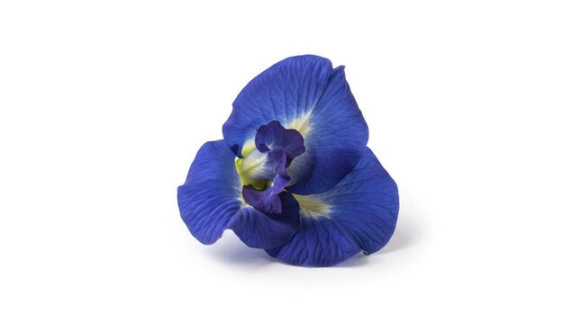 Single vibrant blue clitoria ternatea flower, also known as butterfly pea or asian pigeonwings, isolated on white background