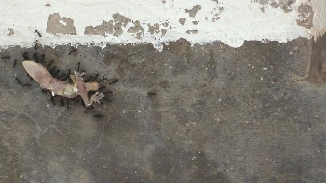 Small Black Ants Dragging Dead Gecko Remains Across Ground