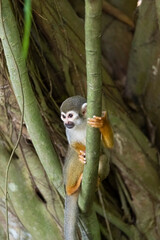 A squirrel monkey clinging to a branch. © officek