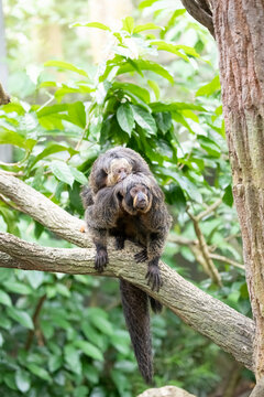 A female white-faced saki (Pithecia pithecia) is walking through the trees with her baby on her back.